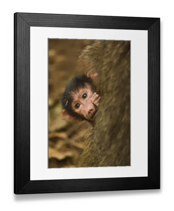 Framed Print : Female Olive Baboon with baby, Papiocynocephalus anubis, Lake Manyara, Lake Manyara National Park
