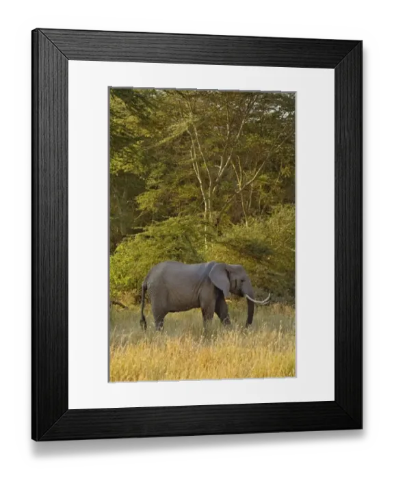 Framed Print : Africa, Tanzania Framed Print : Africa, Tanzania