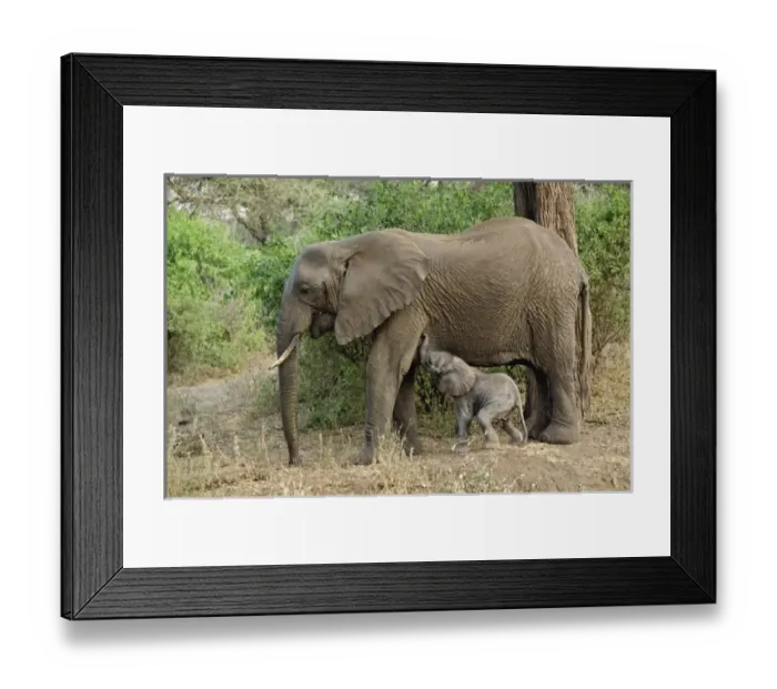 Framed Print : Africa, Tanzania Framed Print : Africa, Tanzania
