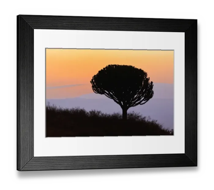 Framed Print : Candelabra Tree silhouetted at sunrise, Euphorbia ingens, Ngorongoro Crater, Tanzania