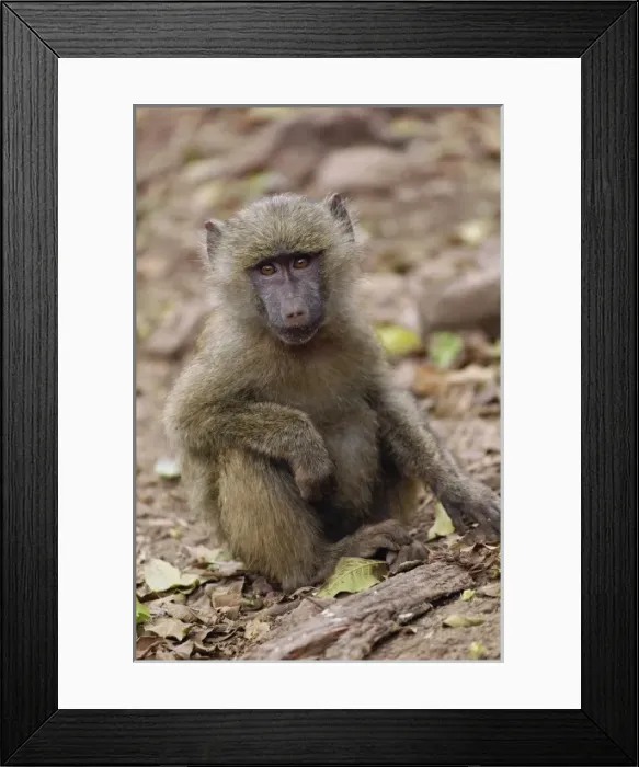 Framed Print : Africa, Tanzania