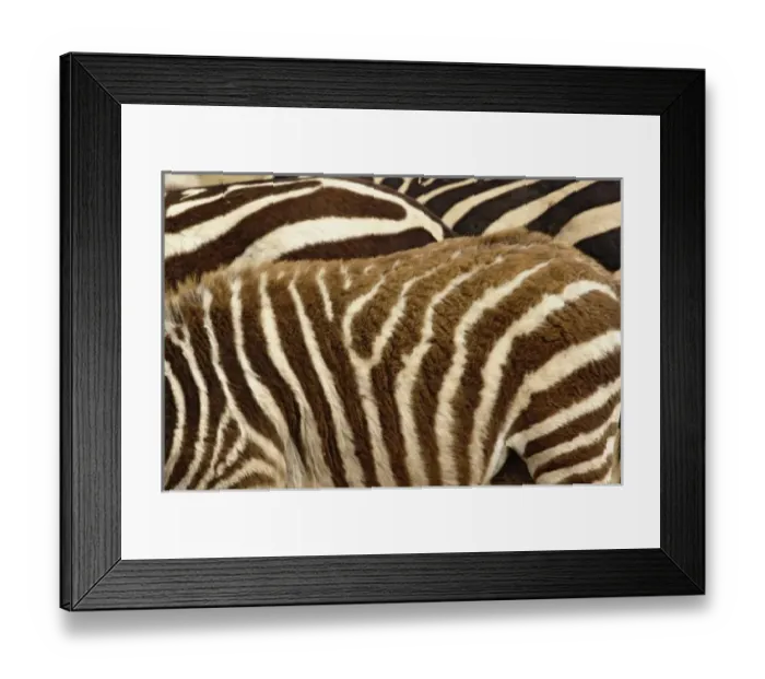 Framed Print : Burchells Zebra pattern of stripes, Equus burchellii, Ngorongoro Crater, Tanzania
