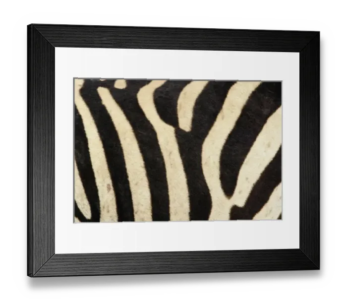 Framed Print : Burchells Zebra pattern of stripes, Equus burchellii, Ngorongoro Crater, Tanzania Framed Print : Burchells Zebra pattern of stripes, Equus burchellii, Ngorongoro Crater, Tanzania
