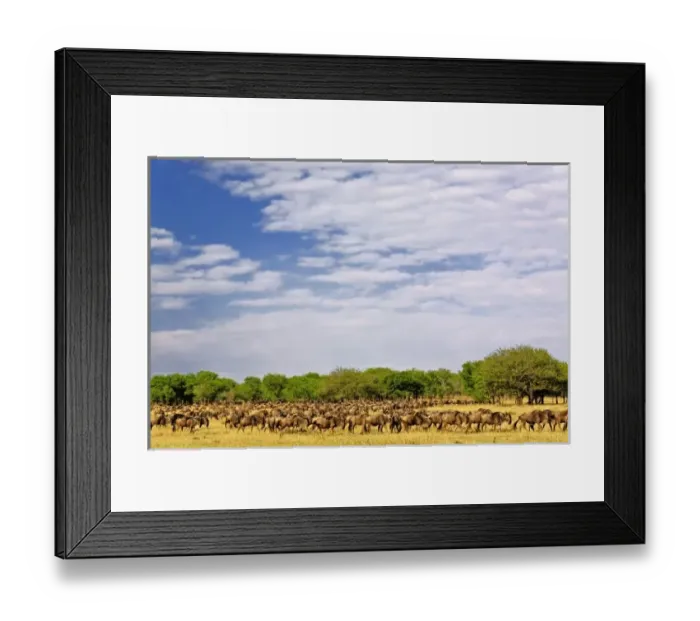 Framed Print : Massive Wildebeest herd during migration, Connochaetes taurinus, Serengeti National Park Framed Print : Massive Wildebeest herd during migration, Connochaetes taurinus, Serengeti National Park