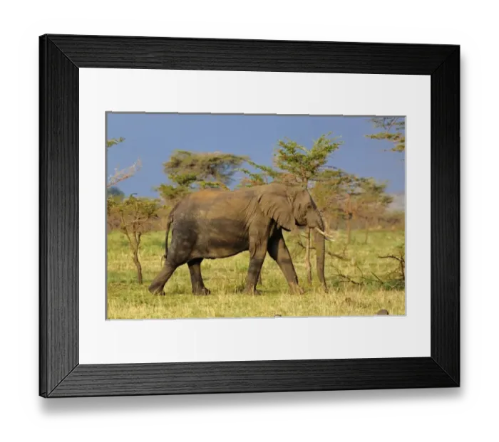 Framed Print : Unknown. Elephant, Loxodonta africana; Serengeti National Park, Tanzania, Africa; Tanzania