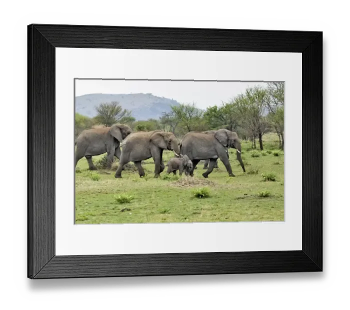 Framed Print : African Elephant herd, Loxodonta africana, Serengeti National Park, Tanzania Framed Print : African Elephant herd, Loxodonta africana, Serengeti National Park, Tanzania