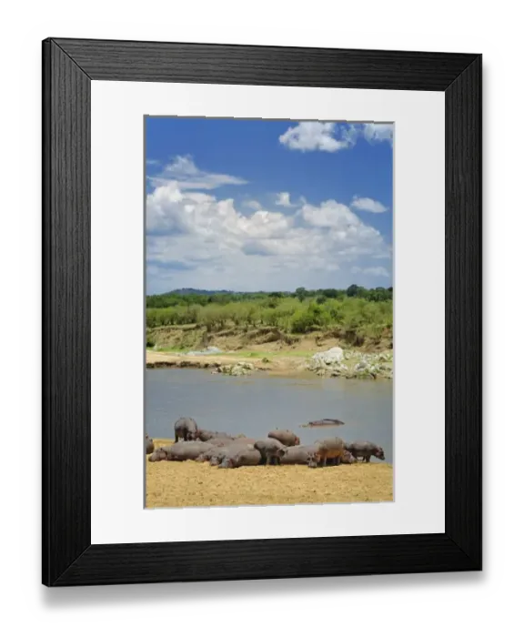 Framed Print : Hippopotamus along Mara River, Hippopotamus amphibius, Serengeti National Park, Tanzania Framed Print : Hippopotamus along Mara River, Hippopotamus amphibius, Serengeti National Park, Tanzania