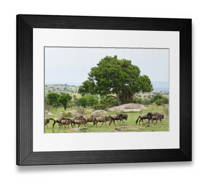 Framed Print : Wildebeest migrating, Serengeti National Park, Tanzania, Tanzania, Wildebeest, Connochaetes