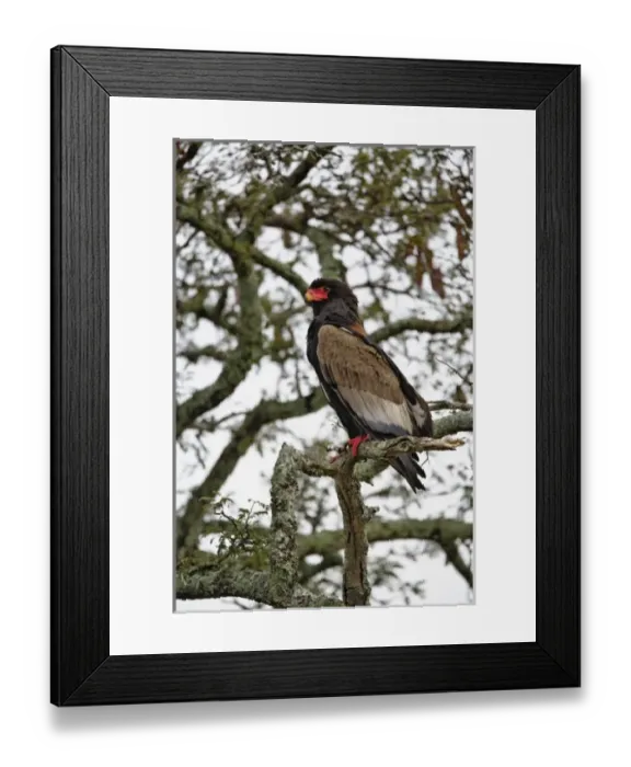 Framed Print : Africa, Tanzania Framed Print : Africa, Tanzania