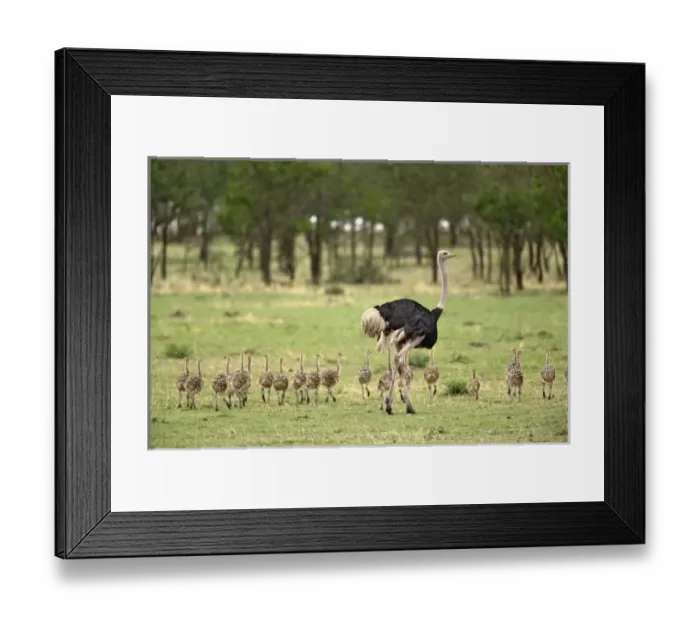 Framed Print : Africa, Tanzania Framed Print : Africa, Tanzania