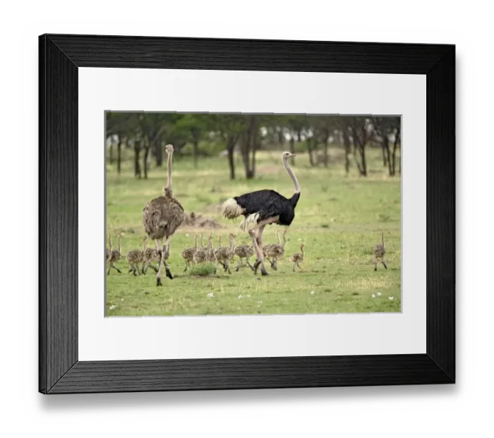 Framed Print : Africa, Tanzania