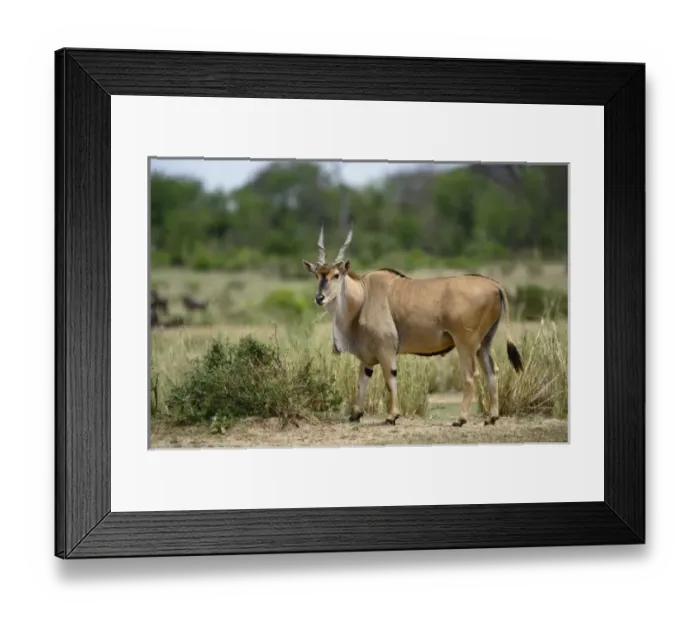 Framed Print : Africa, Tanzania Framed Print : Africa, Tanzania