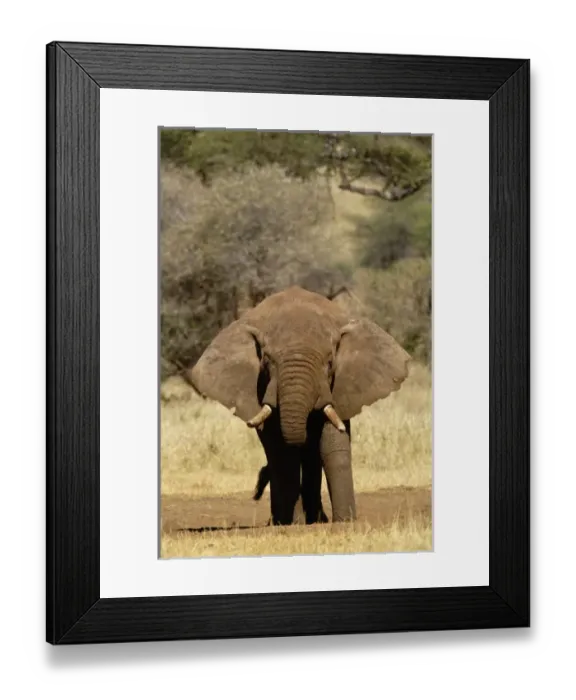 Framed Print : Africa, Tanzania Framed Print : Africa, Tanzania