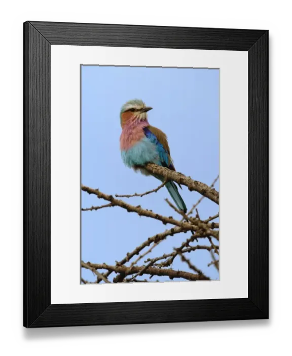 Framed Print : Lilac breasted Roller, Coracias caudata, Serengeti National Park, Tanzania Framed Print : Lilac breasted Roller, Coracias caudata, Serengeti National Park, Tanzania