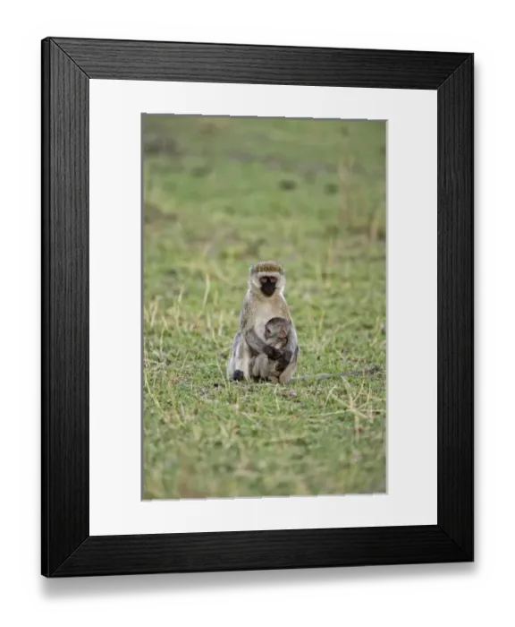 Framed Print : Vervet monkey with baby, Serengeti National Park, Tanzania, Chlorocebus pygerythru Framed Print : Vervet monkey with baby, Serengeti National Park, Tanzania, Chlorocebus pygerythru