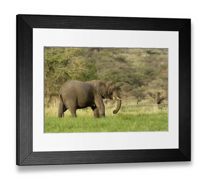 Framed Print : Africa, Tanzania Framed Print : Africa, Tanzania