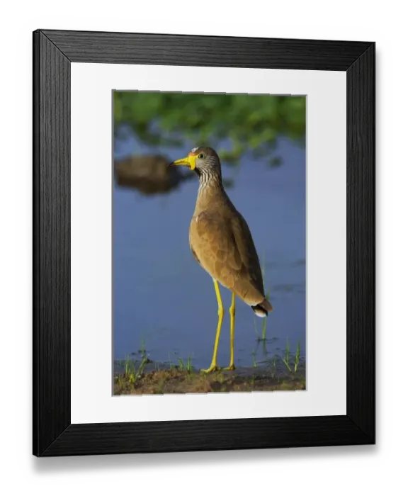 Framed Print : Wattled Plover, Vanellus senegallus, Serengeti National Park, Tanzania Framed Print : Wattled Plover, Vanellus senegallus, Serengeti National Park, Tanzania