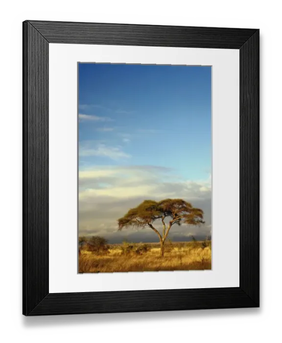 Framed Print : Umbrella Thorn Acacia, Acacia tortilis, Tarangire National Park, Tanzania Framed Print : Umbrella Thorn Acacia, Acacia tortilis, Tarangire National Park, Tanzania