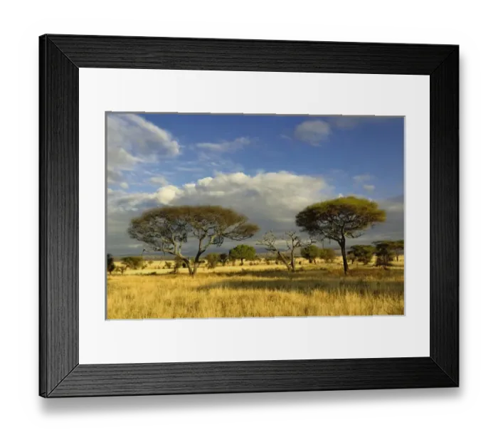Framed Print : Umbrella Thorn Acacia, Acacia tortilis, Tarangire National Park, Tanzania Framed Print : Umbrella Thorn Acacia, Acacia tortilis, Tarangire National Park, Tanzania