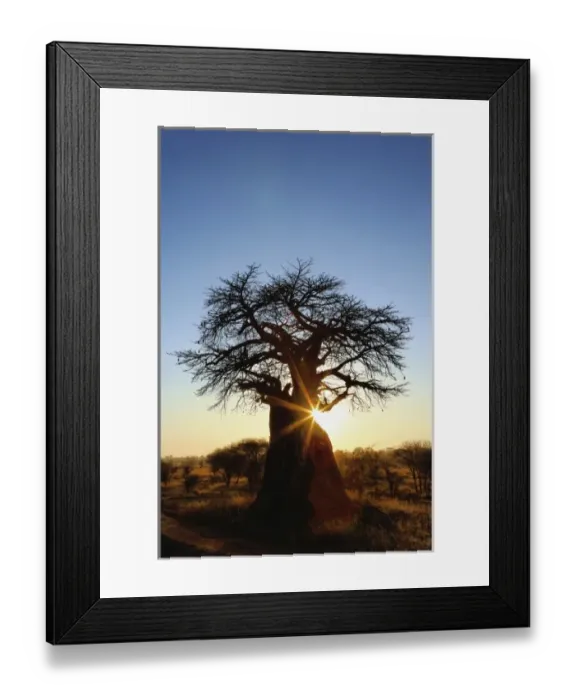 Framed Print : African baobab tree, Adansonia digitata, silhouetted at sunset, Tarangire National Park Framed Print : African baobab tree, Adansonia digitata, silhouetted at sunset, Tarangire National Park