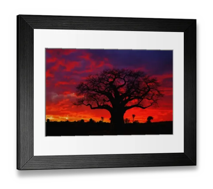 Framed Print : African baobab tree, Adansonia digitata, silhouetted at sunset, Tarangire National Park Framed Print : African baobab tree, Adansonia digitata, silhouetted at sunset, Tarangire National Park