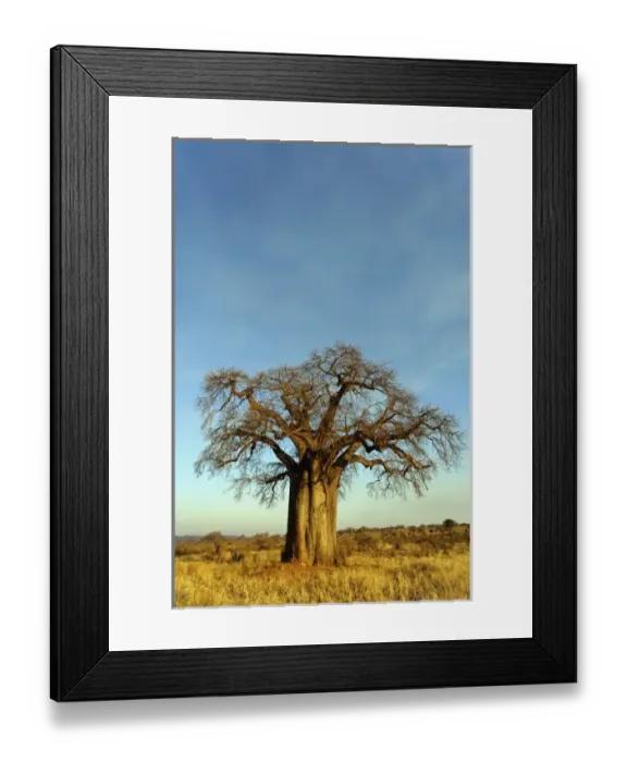Framed Print : African baobab tree, Adansonia digitata, Tarangire National Park, Tanzania Framed Print : African baobab tree, Adansonia digitata, Tarangire National Park, Tanzania