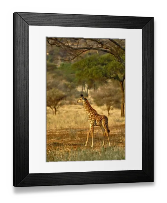 Framed Print : Africa, Tanzania Framed Print : Africa, Tanzania