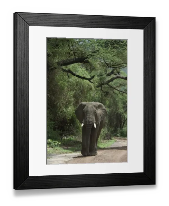 Framed Print : Tanzania: Lake Manyara National Park, elephant with tusks walking along road (Loxodonta africana)