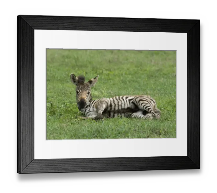 Framed Print : Tanzania: Ngorongoro Crater, baby Burchells zebra (Equus burchelli) lying down