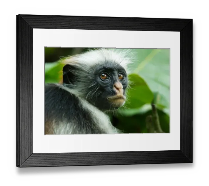 Framed Print : Tanzania, Zanzibar, Jozani NP, Zanzibar red colobus, or Kirks red colobus (Poison Framed Print : Tanzania, Zanzibar, Jozani NP, Zanzibar red colobus, or Kirks red colobus (Poison