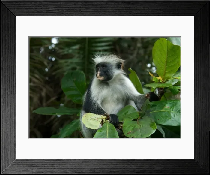 Framed Print : Tanzania: Zanzibar, Jozani National Park, Zanzibar red colobus, in Tropical almond tree