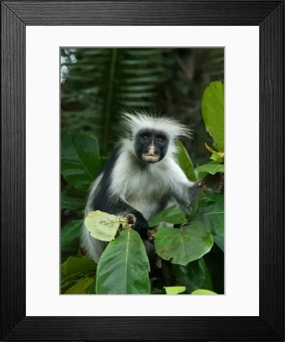 Framed Print : Tanzania: Zanzibar, Jozani National Park, Zanzibar red colobus, in Tropical almond tree Framed Print : Tanzania: Zanzibar, Jozani National Park, Zanzibar red colobus, in Tropical almond tree