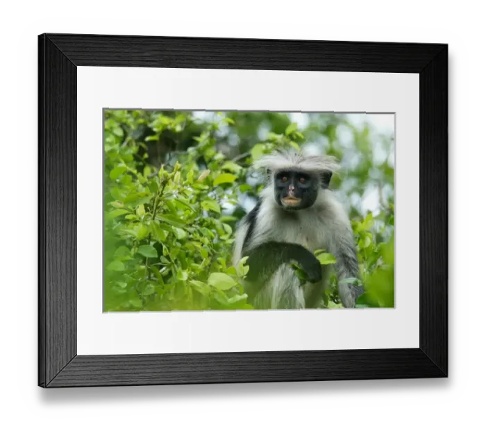 Framed Print : Tanzania, Zanzibar, Jozani NP, Zanzibar red colobus, or Kirks red colobus (Poison