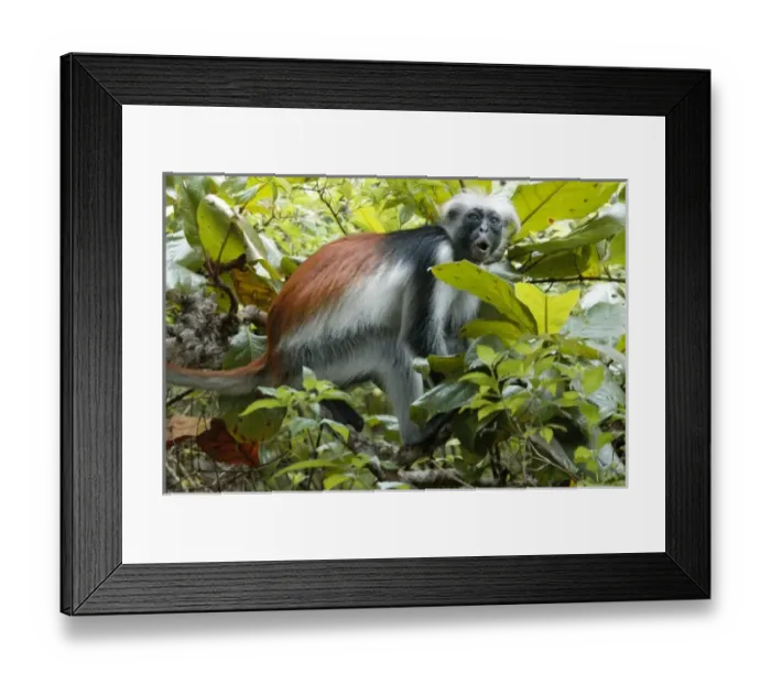 Framed Print : Africa, Tanzania Framed Print : Africa, Tanzania