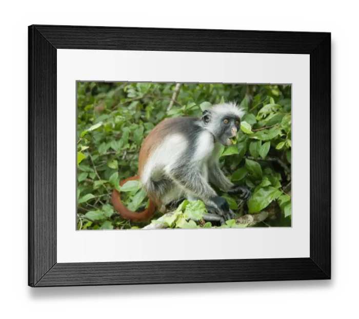 Framed Print : Africa, Tanzania Framed Print : Africa, Tanzania