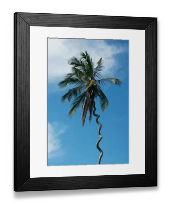 Framed Print : Tanzania: Zanzibar, curly-que trunk of palm tree inland