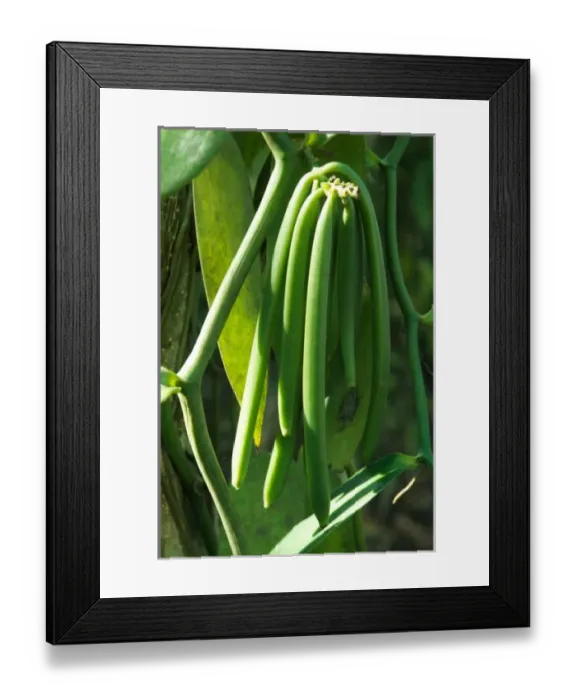 Framed Print : Tanzania: Zanzibar, Kizimbani (4 miles inland), Bahama Spice Plantation, vanilla pods Framed Print : Tanzania: Zanzibar, Kizimbani (4 miles inland), Bahama Spice Plantation, vanilla pods