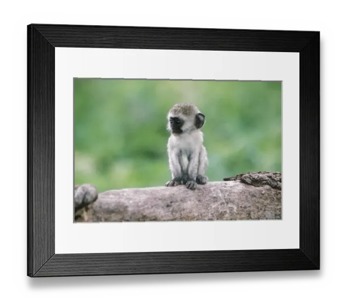 Framed Print : Tanzania, Ngorogoro Crater. Close-up of wild vervet monkey baby on log