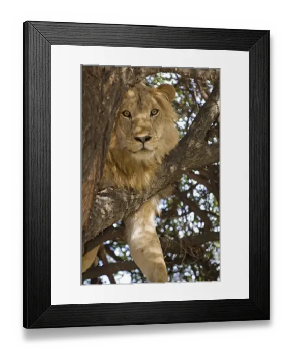 Framed Print : Tanzania, Lake Manyara National Park. Lion in a tree Framed Print : Tanzania, Lake Manyara National Park. Lion in a tree