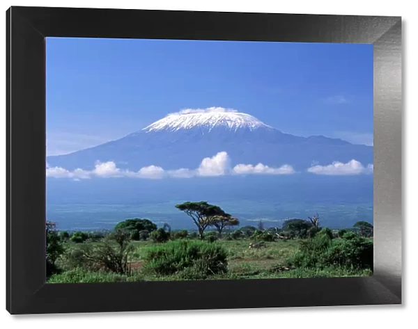 Africa, Tanzania. Mount Kilimanjaro, African landscape and zebra