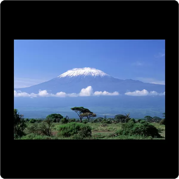 Africa, Tanzania. Mount Kilimanjaro, African landscape and zebra