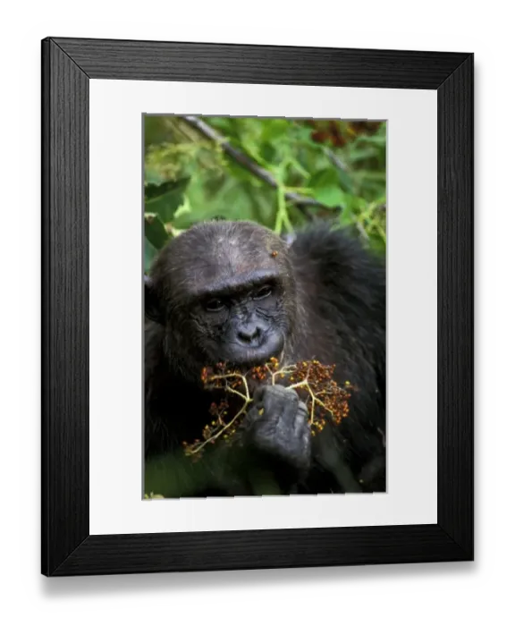 Framed Print : Africa, Tanzania, Mahale National Park. Chimpanzee (Pan troglodites) Framed Print : Africa, Tanzania, Mahale National Park. Chimpanzee (Pan troglodites)