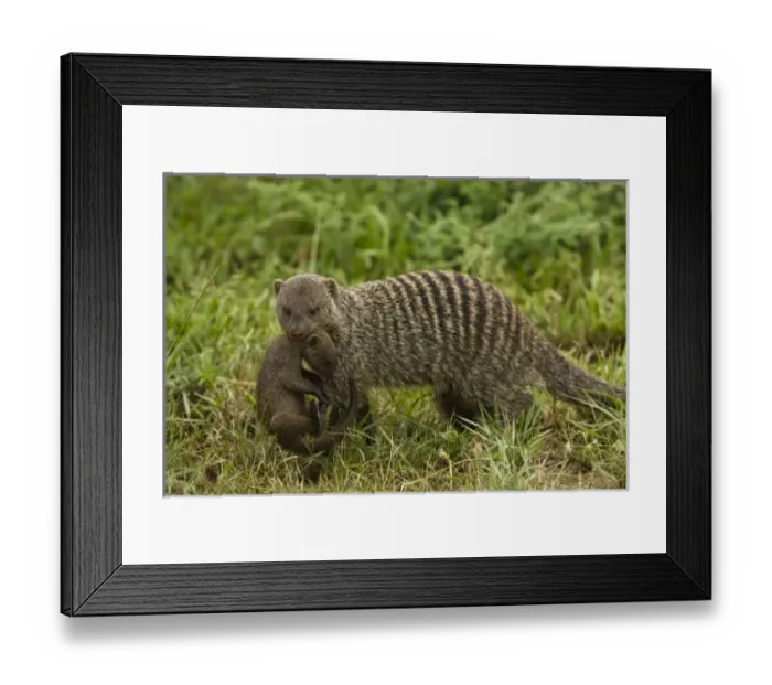 Framed Print : Africa, Tanzania Framed Print : Africa, Tanzania