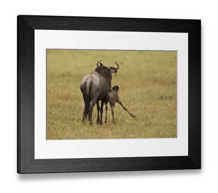 Framed Print : Africa, Tanzania Framed Print : Africa, Tanzania