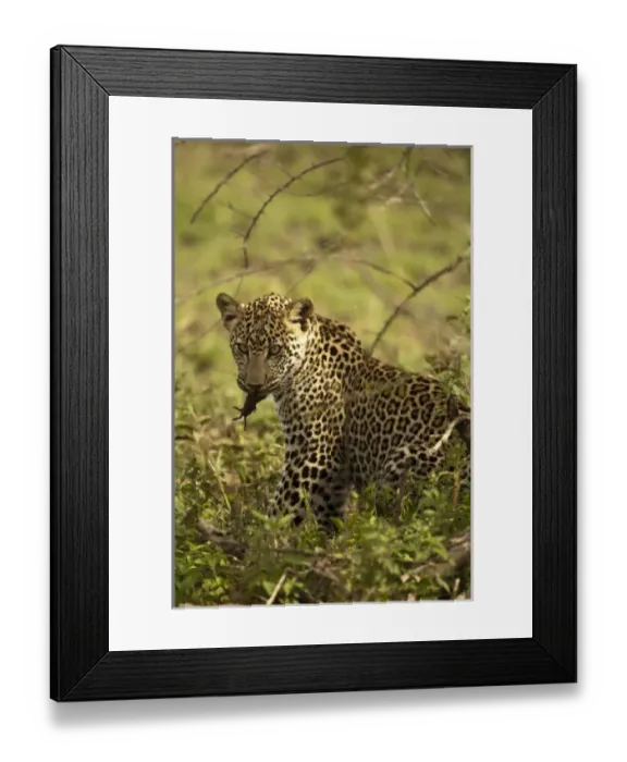 Framed Print : Masai Kopjes, Serengeti National Park, Tanzania, African Leopard, Panthera pardus Framed Print : Masai Kopjes, Serengeti National Park, Tanzania, African Leopard, Panthera pardus