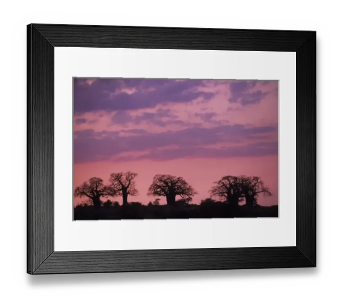 Framed Print : Baobob trees (Adansonia digitata) at sunset, Tarangire National Park, Tanzania Framed Print : Baobob trees (Adansonia digitata) at sunset, Tarangire National Park, Tanzania
