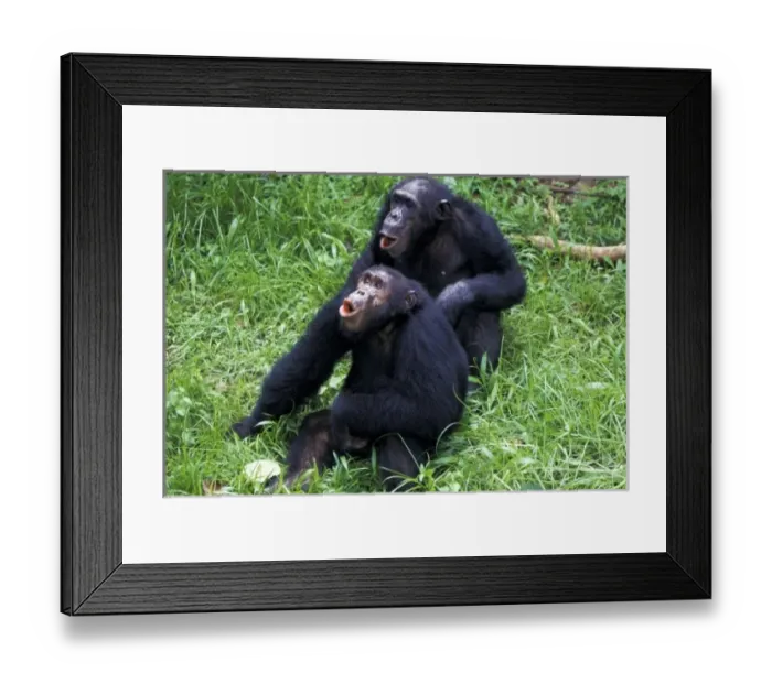 Framed Print : Tanzania, Gombe National Park. Chimpanzee males (pan troglodytes)