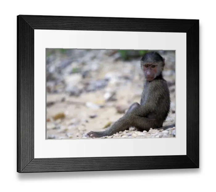 Framed Print : Tanzania, Gombe National Park. Olive baboon youth (Papio anubis)