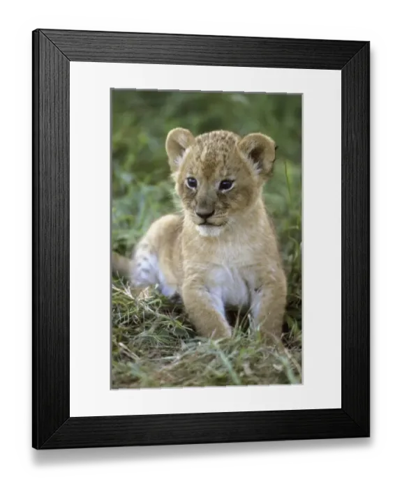 Framed Print : Africa, Tanzania Framed Print : Africa, Tanzania