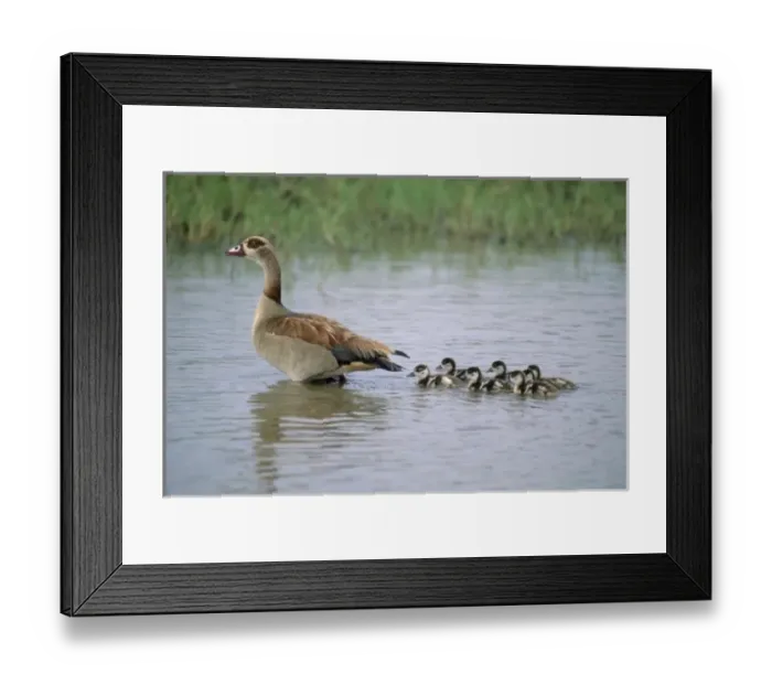 Framed Print : Egyptian Goose (Alopochen aegyptiaca) Mother with chicks, Serengeti National Park Framed Print : Egyptian Goose (Alopochen aegyptiaca) Mother with chicks, Serengeti National Park